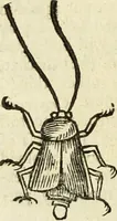 Picture 239 of 307 from The history of four-footed beasts and serpents. (1658), leaf 961