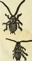 Picture 240 of 307 from The history of four-footed beasts and serpents. (1658), leaf 961
