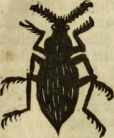 An illustration from The history of four-footed beasts and serpents. (1658)