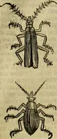 Picture 242 of 307 from The history of four-footed beasts and serpents. (1658), leaf 964