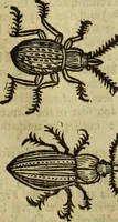 An illustration from The history of four-footed beasts and serpents. (1658)