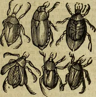 Picture 244 of 307 from The history of four-footed beasts and serpents. (1658), leaf 966