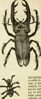 An illustration from The history of four-footed beasts and serpents. (1658)