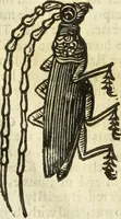 Picture 246 of 307 from The history of four-footed beasts and serpents. (1658), leaf 969