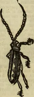 Picture 247 of 307 from The history of four-footed beasts and serpents. (1658), leaf 970