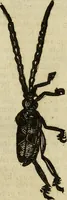 Picture 248 of 307 from The history of four-footed beasts and serpents. (1658), leaf 970