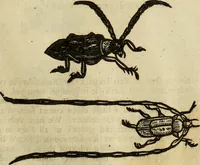 An illustration from The history of four-footed beasts and serpents. (1658)