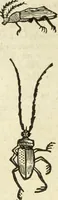 Picture 250 of 307 from The history of four-footed beasts and serpents. (1658), leaf 971