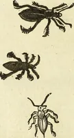 An illustration from The history of four-footed beasts and serpents. (1658)