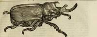 An illustration from The history of four-footed beasts and serpents. (1658)