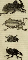 Picture 253 of 307 from The history of four-footed beasts and serpents. (1658), leaf 972