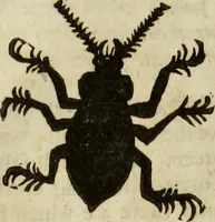 Picture 254 of 307 from The history of four-footed beasts and serpents. (1658), leaf 976