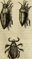 Picture 255 of 307 from The history of four-footed beasts and serpents. (1658), leaf 976