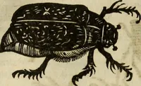 An illustration from The history of four-footed beasts and serpents. (1658)