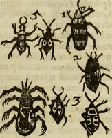 Picture 259 of 307 from The history of four-footed beasts and serpents. (1658), leaf 978
