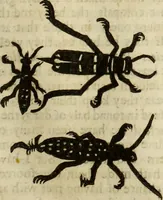 Picture 260 of 307 from The history of four-footed beasts and serpents. (1658), leaf 978