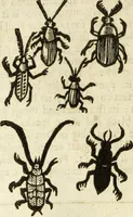 An illustration from The history of four-footed beasts and serpents. (1658)