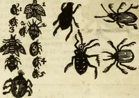 Picture 264 of 307 from The history of four-footed beasts and serpents. (1658), leaf 979