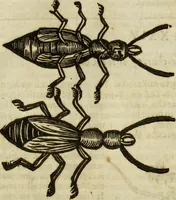 An illustration from The history of four-footed beasts and serpents. (1658)