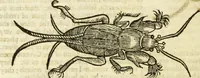 Picture 267 of 307 from The history of four-footed beasts and serpents. (1658), leaf 981
