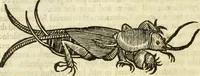 Picture 268 of 307 from The history of four-footed beasts and serpents. (1658), leaf 981