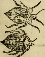 Picture 270 of 307 from The history of four-footed beasts and serpents. (1658), leaf 988