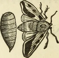 Picture 271 of 307 from The history of four-footed beasts and serpents. (1658), leaf 993