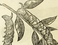 An illustration from The history of four-footed beasts and serpents. (1658)