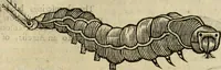 Picture 273 of 307 from The history of four-footed beasts and serpents. (1658), leaf 996