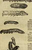 An illustration from The history of four-footed beasts and serpents. (1658)