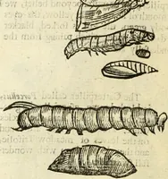 Picture 275 of 307 from The history of four-footed beasts and serpents. (1658), leaf 997