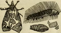 Picture 278 of 307 from The history of four-footed beasts and serpents. (1658), leaf 998