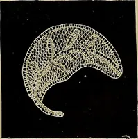 An illustration from A history of hand-made lace : Dealing with the origin of lace, the growth of the great lace centres, the mode of manufacture, the methods of distinguishing and the care of various kinds of lace ... (1900)
