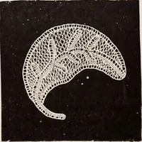 An illustration from A history of hand-made lace : dealing with the origin of lace, the growth of the great lace centres, the mode of manufacture, the methods of distinguishing and the care of various kinds of lace (1900)