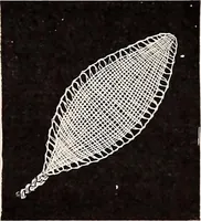 An illustration from A history of hand-made lace : dealing with the origin of lace, the growth of the great lace centres, the mode of manufacture, the methods of distinguishing and the care of various kinds of lace (1900)