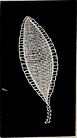 An illustration from A history of hand-made lace : dealing with the origin of lace, the growth of the great lace centres, the mode of manufacture, the methods of distinguishing and the care of various kinds of lace (1900)