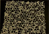 An illustration from History of lace (1902)