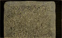 An illustration from History of lace (1902)