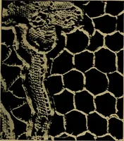 An illustration from History of lace (1902)