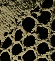 An illustration from History of lace (1902)