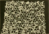 An illustration from History of lace (1902)