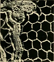 An illustration from History of lace (1902)