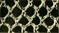 An illustration from History of lace (1902)