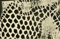 An illustration from History of lace (1902)