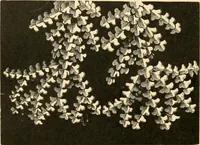 An illustration from History of lace (1902)