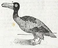 An illustration from The history of Lapland, wherein are shewed the original, manners, habits, marriages, conjurations, &c. of that people (1674)