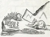 Picture 6 of 17 from The history of Lapland, wherein are shewed the original, manners, habits, marriages, conjurations, &c. of that people (1674), leaf 62