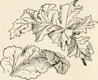 Picture 78 of 378 from A history of ornament (1916), leaf 147
