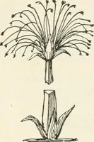 Picture 12 of 378 from A history of ornament (1916), leaf 70