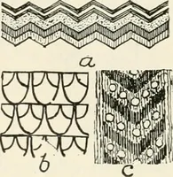 Picture 14 of 378 from A history of ornament (1916), leaf 72